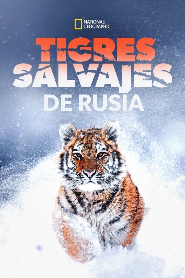 LAT - Tigres salvajes de Rusia  (2022)
