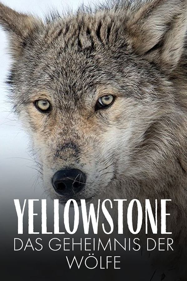 NL - YELLOWSTONE (2024)