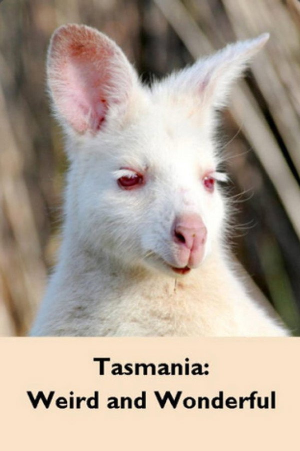 PL - TASMANIA - WYSPA DZIWNA I PIEKNA (2017) DOKUMENT