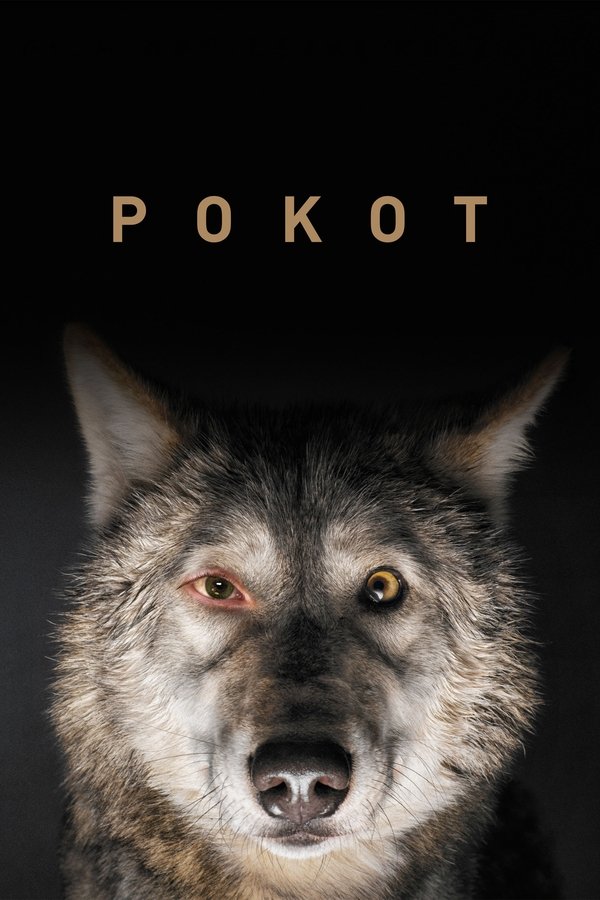 PL - POKOT (2017) POLSKI