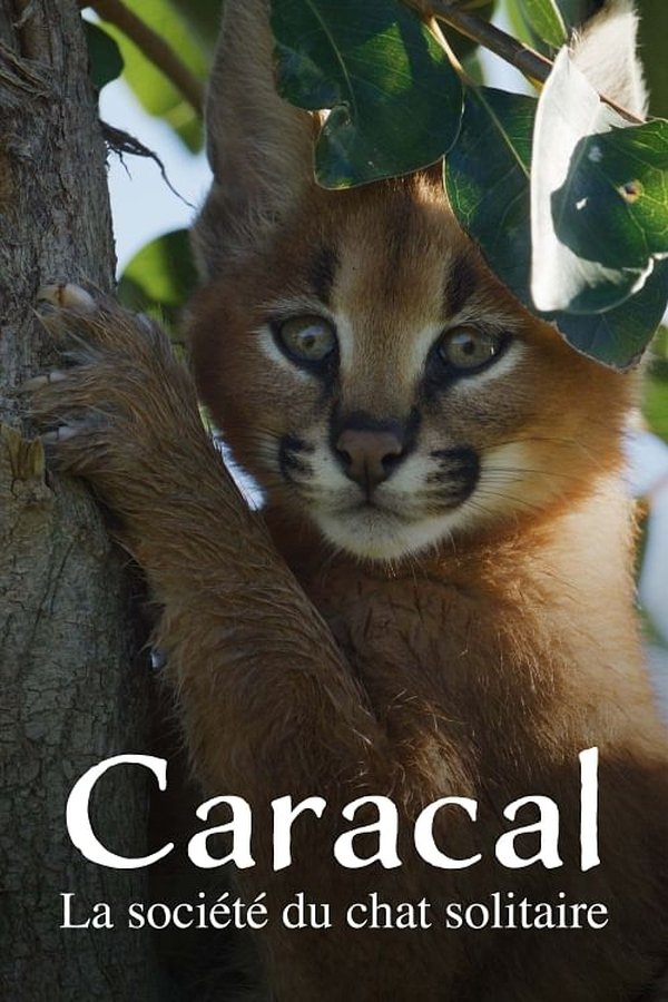 FR - Caracal : La Société du chat solitaire (2024)