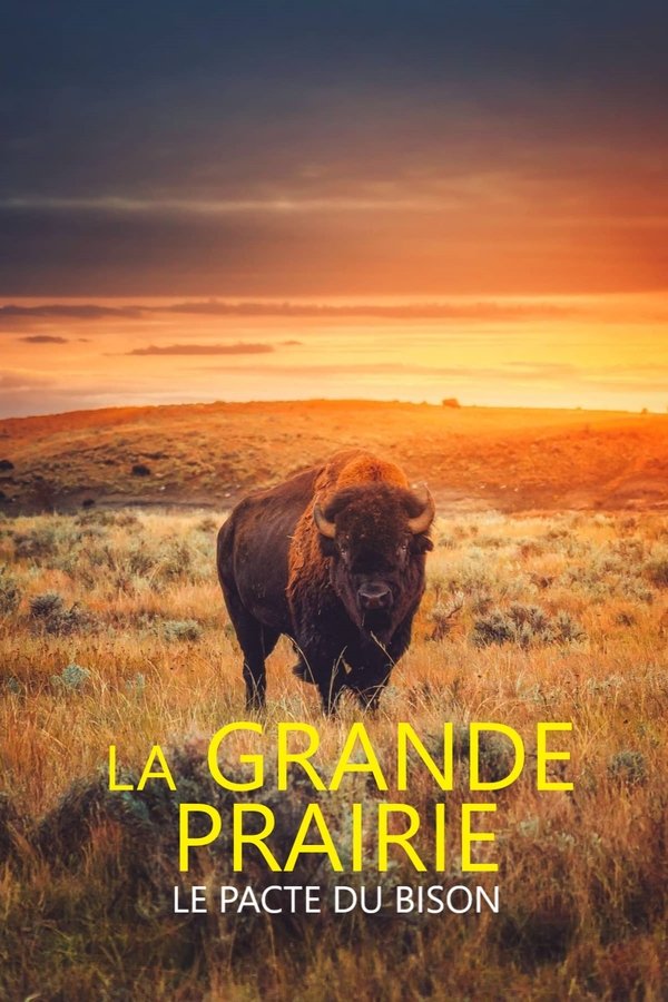 le pacte du bison (2025)