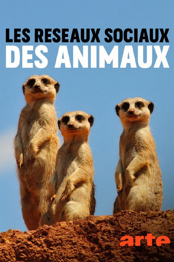 FR - Les réseaux sociaux des animaux