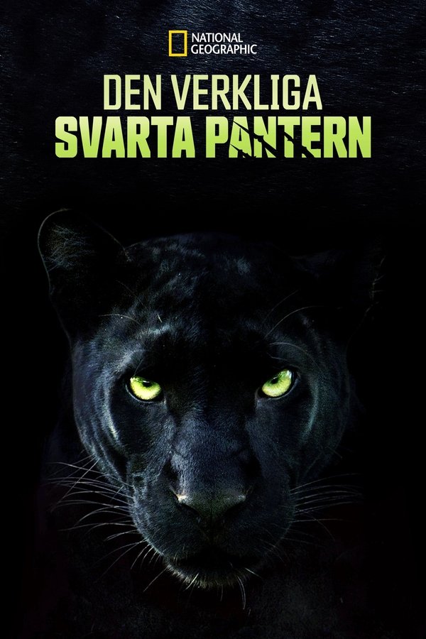 SE - The Real Black Panther