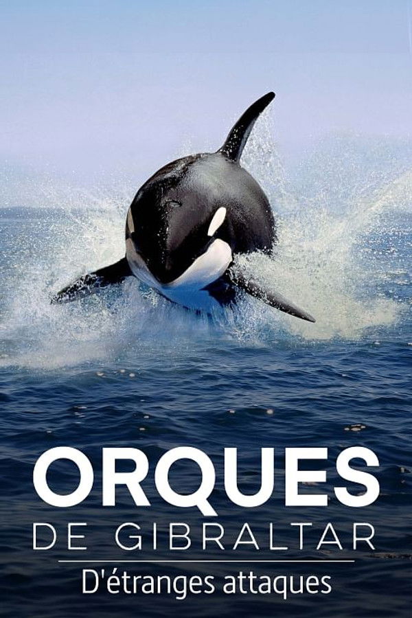 FR - Orques de Gibraltar : D'étranges attaques (2024)