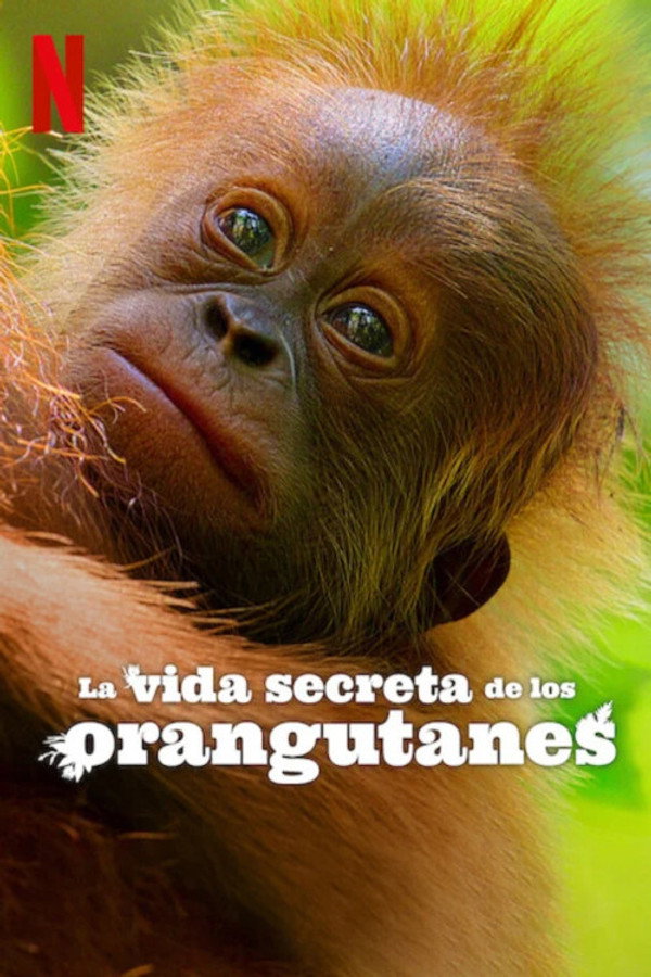 ES - La vida secreta de los orangutanes (2024)