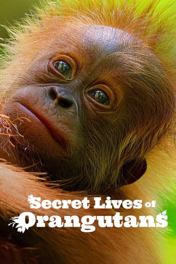 PL - SEKRETNE ŻYCIE ORANGUTANÓW (2024) DOKUMENT