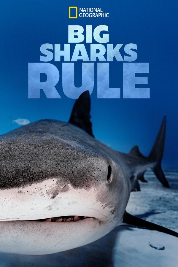 EN - Big Sharks Rule (2018)