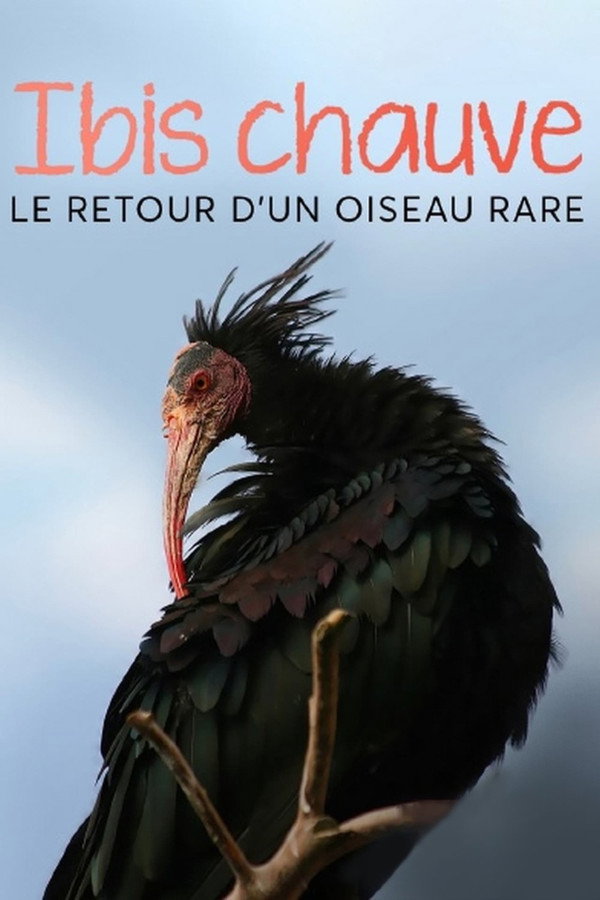FR - Der Waldrapp: Zugvogel im Aufwind (2023)