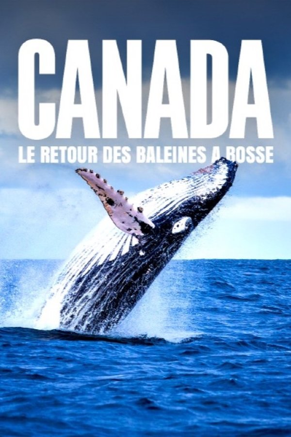 FR - Le retour des baleines à bosse (2025)