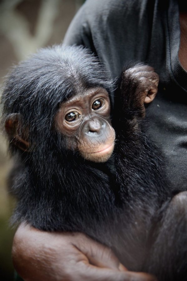 FR - En danger : menaces sur les grands singes  (2021)