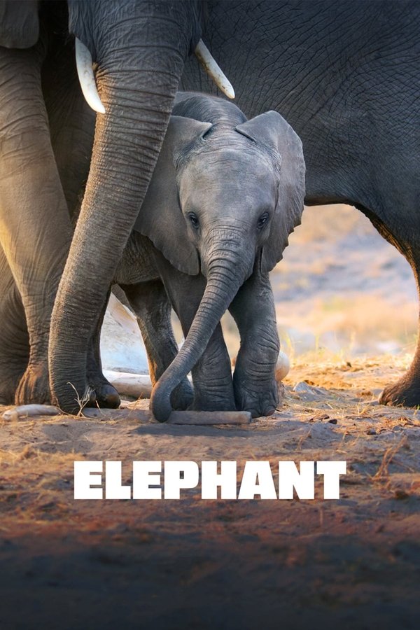 DK - Elephant (2020)