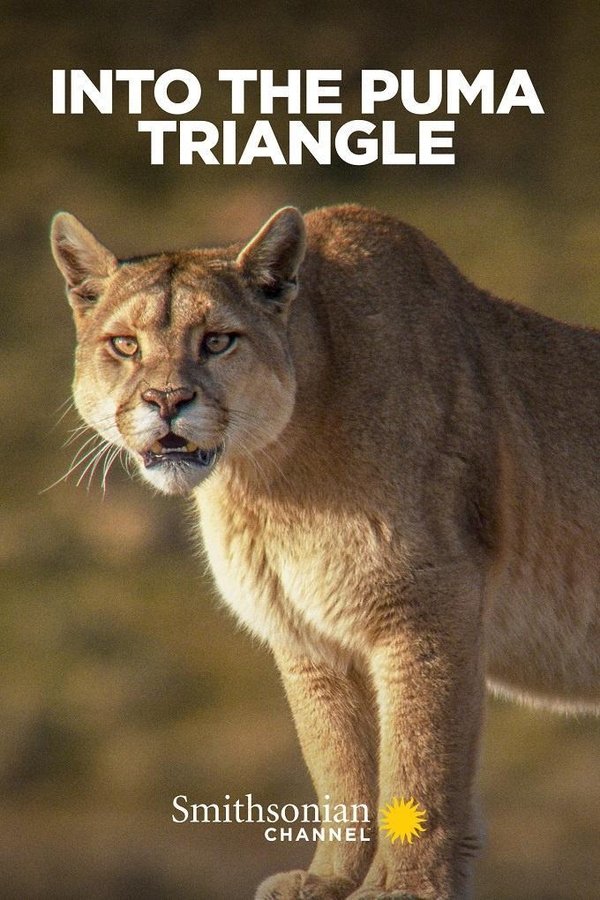 EN -  Into the Puma Triangle  (2020)