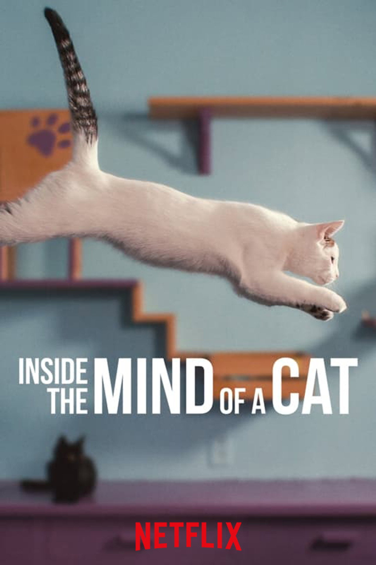 EN - Inside The Mind Of A Cat  (2022)